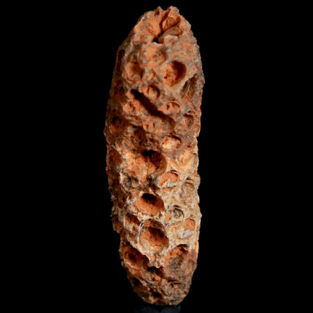 1.9" Fossil Pine Cone Equicalastrobus Replaced By Agate Eocene Age Seeds Fruit