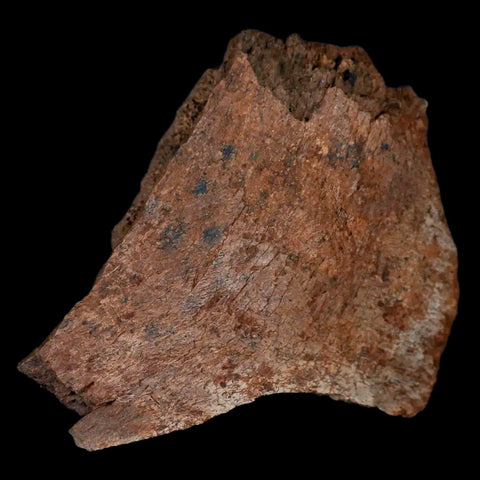 2.9" Centrosaurus Fossil Frill Bone Judith River FM Cretaceous Dinosaur Montana COA - Fossil Age Minerals