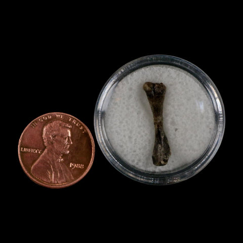 0.8" Captorhinus Aguti Fossil Femur Bone Permian Age Reptile 299 Mil Yrs Old Display COA - Fossil Age Minerals