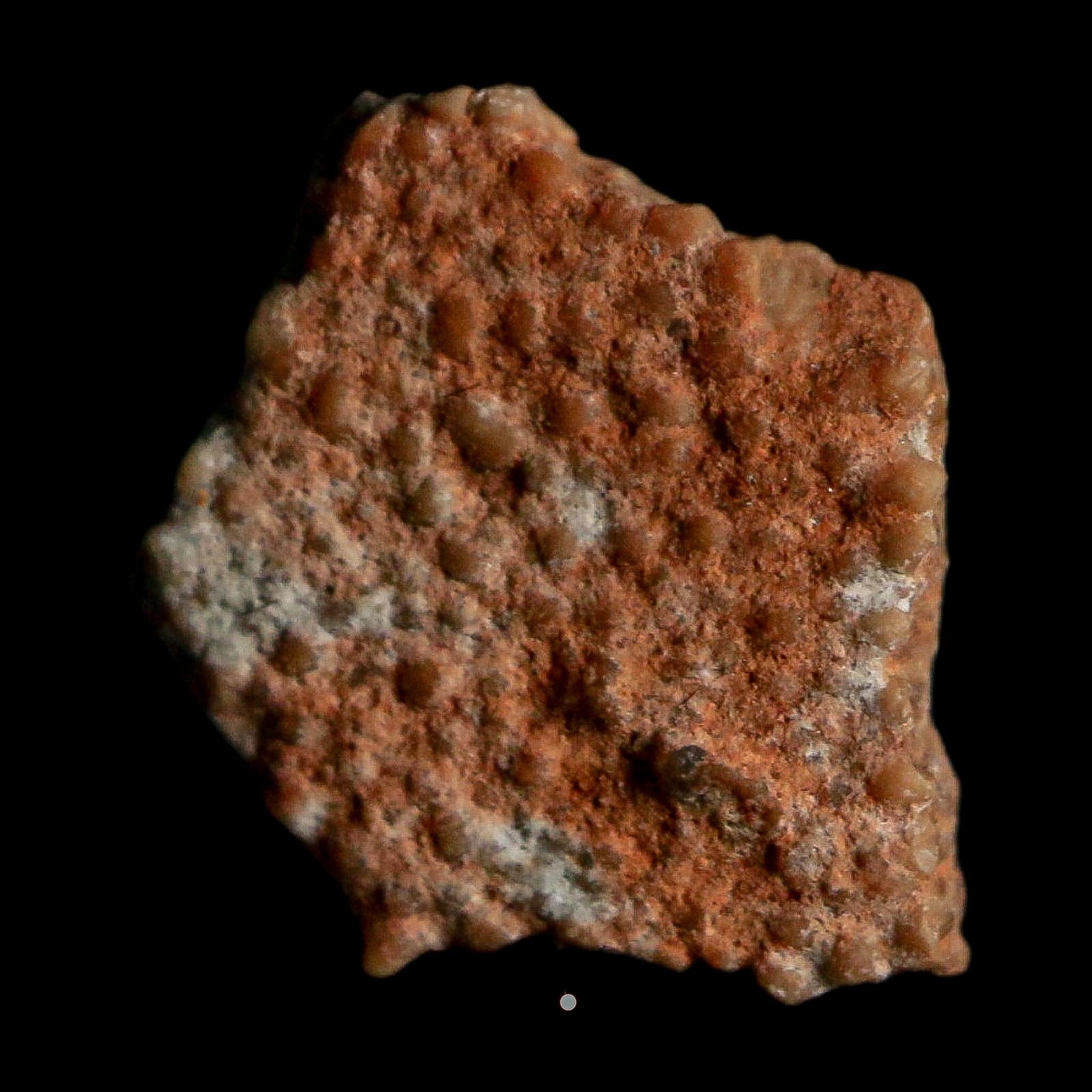 0.4" Megaloolithus Titanosaur Dinosaur Fossil Egg Shell Bouches Du Rhone France Display - Fossil Age Minerals