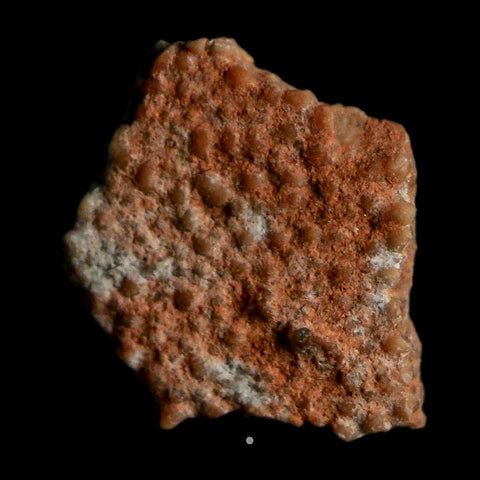 0.4" Megaloolithus Titanosaur Dinosaur Fossil Egg Shell Bouches Du Rhone France Display