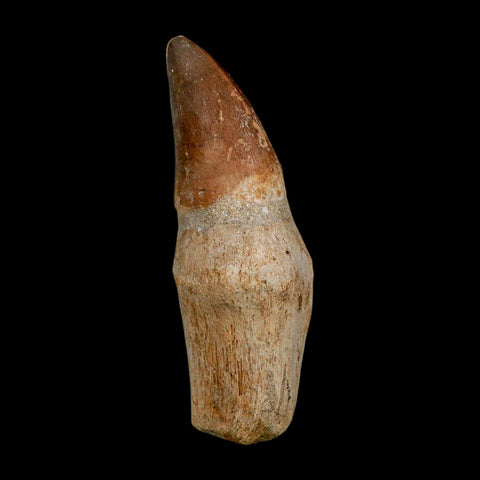 XL 3.6" Mosasaur Prognathodon Fossil Tooth Rooted Cretaceous Dinosaur Era COA - Fossil Age Minerals