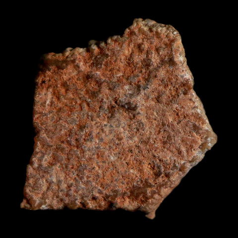 0.4" Megaloolithus Titanosaur Dinosaur Fossil Egg Shell Bouches Du Rhone France Display