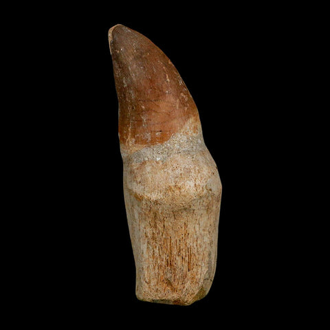 XL 3.6" Mosasaur Prognathodon Fossil Tooth Rooted Cretaceous Dinosaur Era COA - Fossil Age Minerals