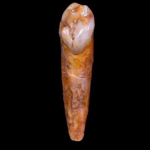 1.6" Extinct Cave Bear Ursus Spelaeus Incisor Tooth Rooted Pleistocene Age COA, Stand - Fossil Age Minerals