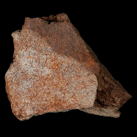 2.9" Centrosaurus Fossil Frill Bone Judith River FM Cretaceous Dinosaur Montana COA - Fossil Age Minerals