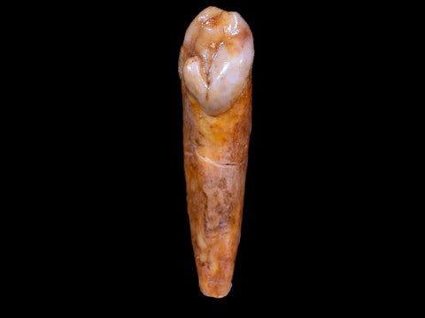 1.6" Extinct Cave Bear Ursus Spelaeus Incisor Tooth Rooted Pleistocene Age COA, Stand - Fossil Age Minerals