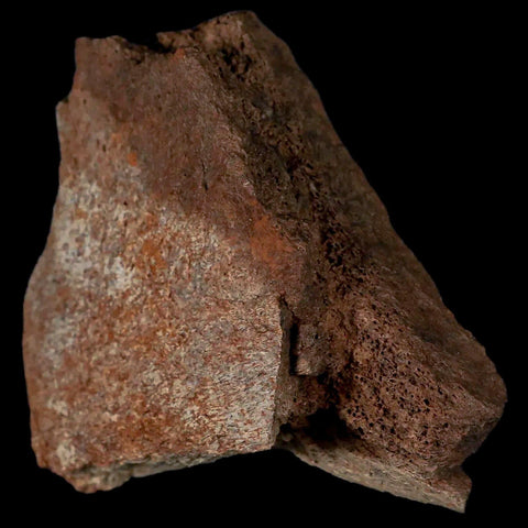 2.9" Centrosaurus Fossil Frill Bone Judith River FM Cretaceous Dinosaur Montana COA - Fossil Age Minerals