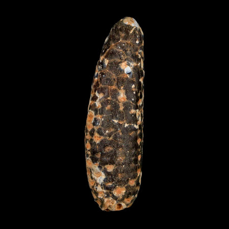 XXL 2.5" Fossil Pine Cone Equicalastrobus Replaced By Agate Eocene Age Seeds Fruit