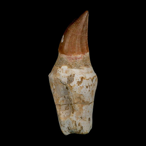 XL 3.9" Mosasaur Prognathodon Fossil Tooth Rooted Cretaceous Dinosaur Era COA - Fossil Age Minerals
