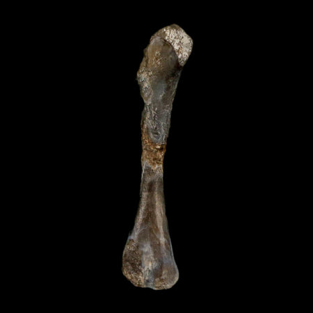 0.9" Captorhinus Aguti Fossil Femur Bone Permian Age Reptile 299 Mil Yrs Old Display COA