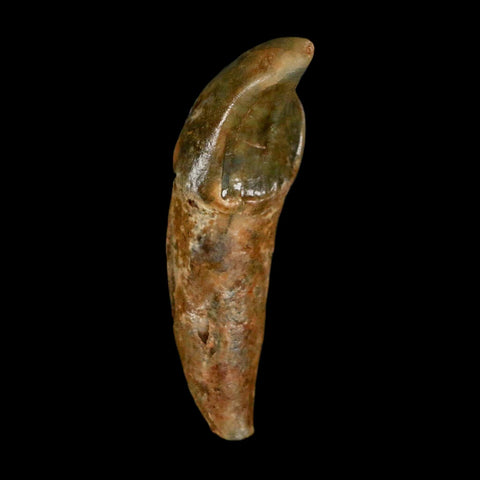 1.7" Extinct Cave Bear Ursus Spelaeus Incisor Tooth Rooted Pleistocene Age COA, Stand