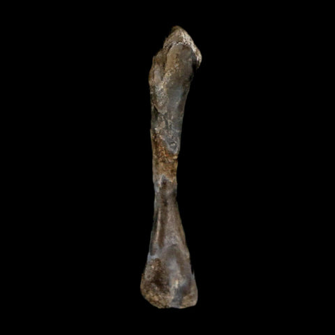 0.9" Captorhinus Aguti Fossil Femur Bone Permian Age Reptile 299 Mil Yrs Old Display COA - Fossil Age Minerals