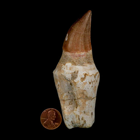 XL 3.9" Mosasaur Prognathodon Fossil Tooth Rooted Cretaceous Dinosaur Era COA - Fossil Age Minerals