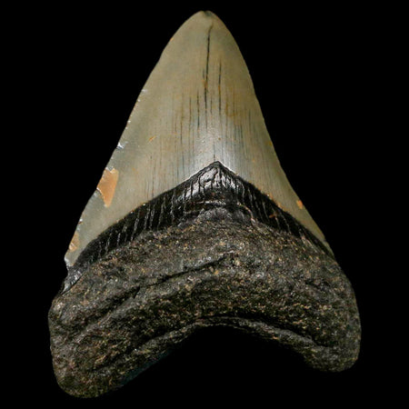 3" Quality Megalodon Shark Tooth Serrated Fossil Natural Miocene Age COA