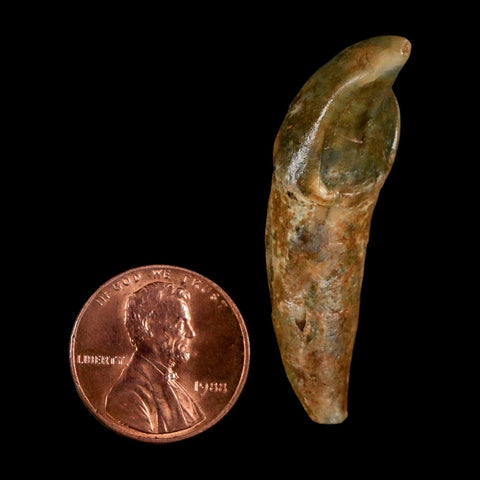 1.7" Extinct Cave Bear Ursus Spelaeus Incisor Tooth Rooted Pleistocene Age COA, Stand