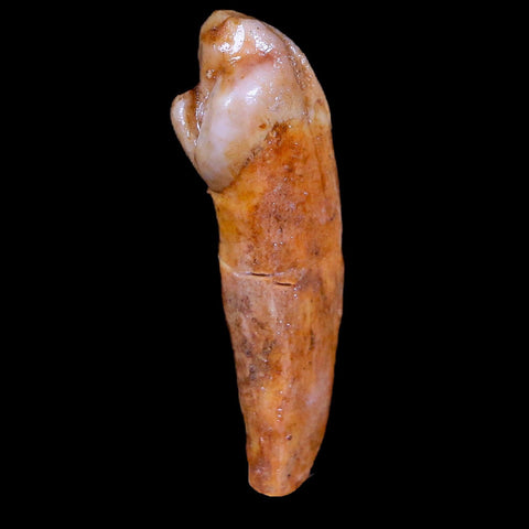 1.6" Extinct Cave Bear Ursus Spelaeus Incisor Tooth Rooted Pleistocene Age COA, Stand - Fossil Age Minerals