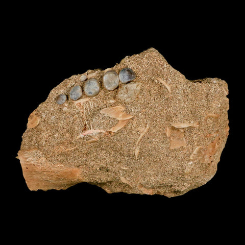 1.4" Bony Fish Fossil Phacodus Punctatus Ray Finned Jaw Teeth In Matrix Morocco - Fossil Age Minerals