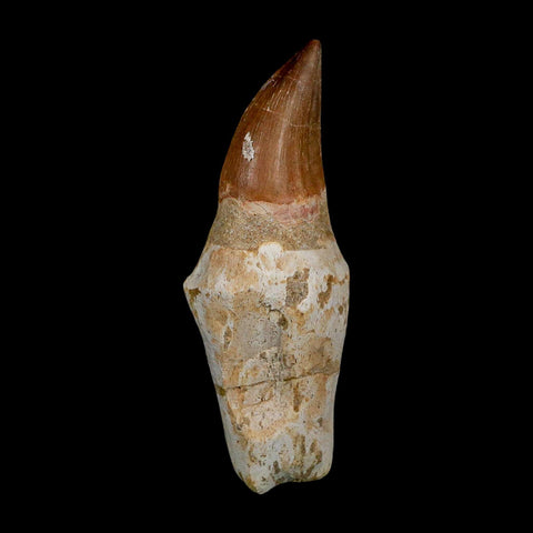 XL 3.9" Mosasaur Prognathodon Fossil Tooth Rooted Cretaceous Dinosaur Era COA - Fossil Age Minerals