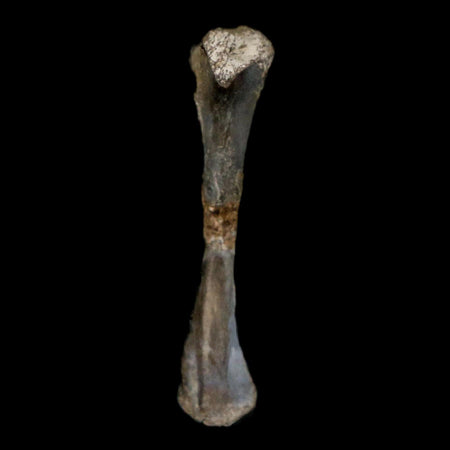 0.9" Captorhinus Aguti Fossil Femur Bone Permian Age Reptile 299 Mil Yrs Old Display COA