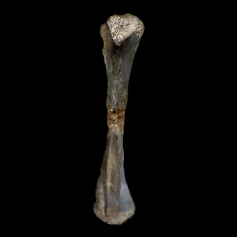 0.9" Captorhinus Aguti Fossil Femur Bone Permian Age Reptile 299 Mil Yrs Old Display COA - Fossil Age Minerals