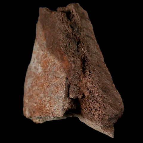 2.9" Centrosaurus Fossil Frill Bone Judith River FM Cretaceous Dinosaur Montana COA - Fossil Age Minerals