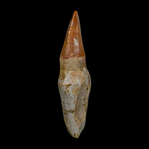 XL 3.9" Mosasaur Prognathodon Fossil Tooth Rooted Cretaceous Dinosaur Era COA - Fossil Age Minerals