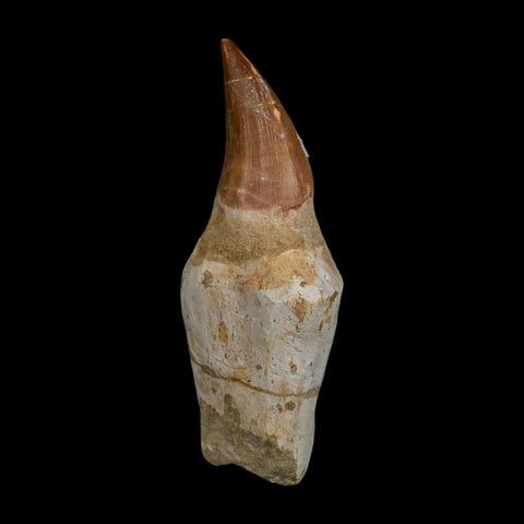 XL 3.9" Mosasaur Prognathodon Fossil Tooth Rooted Cretaceous Dinosaur Era COA - Fossil Age Minerals