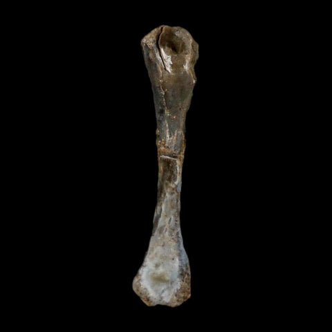 0.9" Captorhinus Aguti Fossil Femur Bone Permian Age Reptile 299 Mil Yrs Old Display COA - Fossil Age Minerals
