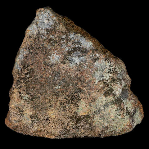 2.9" Centrosaurus Fossil Bone With Marrow Judith River Cretaceous Dinosaur MT COA - Fossil Age Minerals