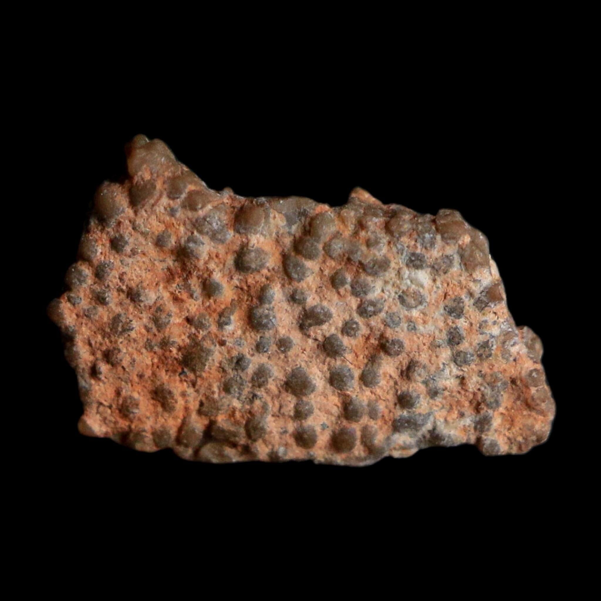 0.5" Megaloolithus Titanosaur Dinosaur Fossil Egg Shell Bouches Du Rhone France Display - Fossil Age Minerals