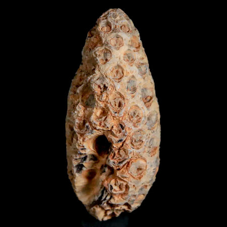 1.5" Fossil Pine Cone Equicalastrobus Replaced By Agate Eocene Age Seeds Fruit