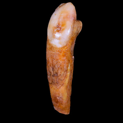 1.6" Extinct Cave Bear Ursus Spelaeus Incisor Tooth Rooted Pleistocene Age COA, Stand - Fossil Age Minerals