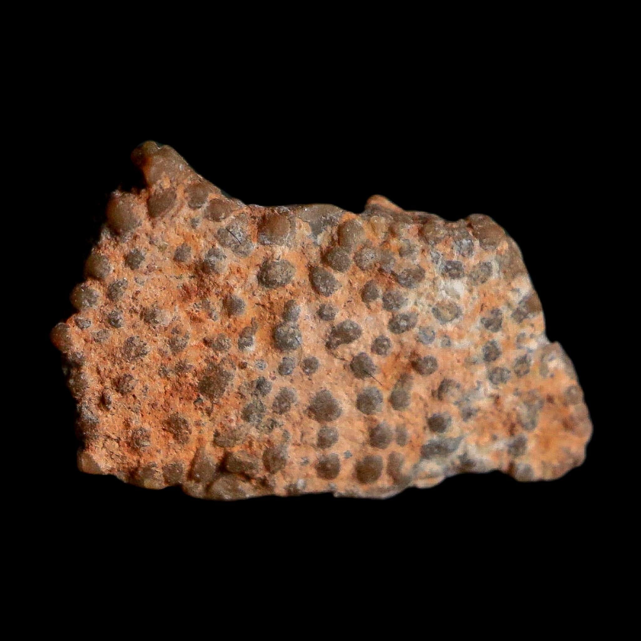 0.5" Megaloolithus Titanosaur Dinosaur Fossil Egg Shell Bouches Du Rhone France Display - Fossil Age Minerals
