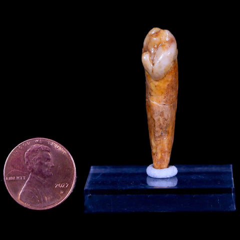 1.6" Extinct Cave Bear Ursus Spelaeus Incisor Tooth Rooted Pleistocene Age COA, Stand - Fossil Age Minerals