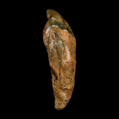 1.7" Extinct Cave Bear Ursus Spelaeus Incisor Tooth Rooted Pleistocene Age COA, Stand