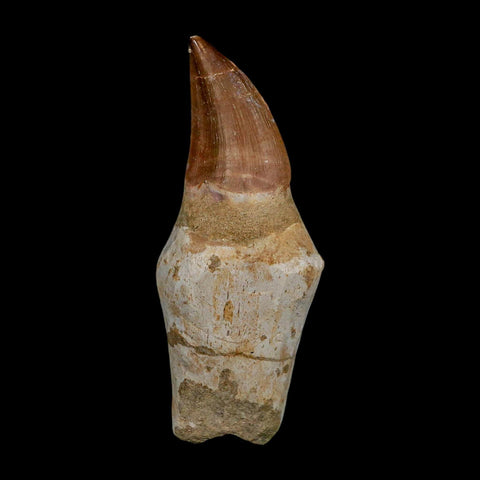 XL 3.9" Mosasaur Prognathodon Fossil Tooth Rooted Cretaceous Dinosaur Era COA - Fossil Age Minerals