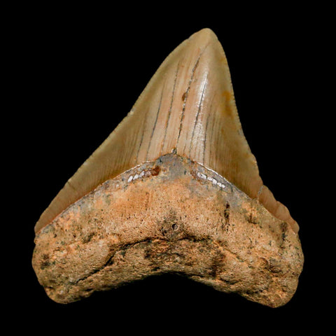 2.6" Quality Megalodon Shark Tooth Serrated Fossil Natural Miocene Age COA - Fossil Age Minerals