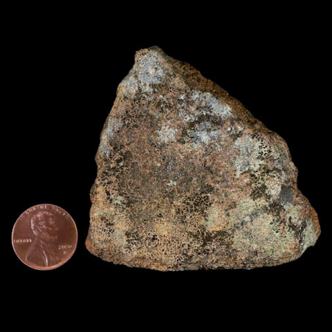2.9" Centrosaurus Fossil Bone With Marrow Judith River Cretaceous Dinosaur MT COA - Fossil Age Minerals