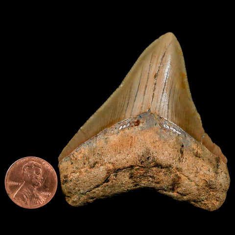 2.6" Quality Megalodon Shark Tooth Serrated Fossil Natural Miocene Age COA - Fossil Age Minerals