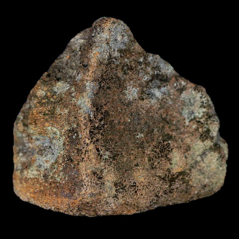 2.9" Centrosaurus Fossil Bone With Marrow Judith River Cretaceous Dinosaur MT COA - Fossil Age Minerals