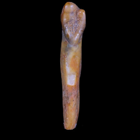 1.5" Extinct Cave Bear Ursus Spelaeus Incisor Tooth Rooted Pleistocene Age COA, Stand