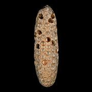 XXL 2.8" Fossil Pine Cone Equicalastrobus Replaced By Agate Eocene Age Seeds Fruit