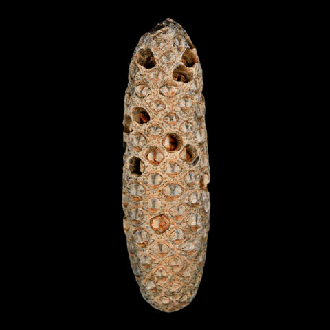 XXL 2.8" Fossil Pine Cone Equicalastrobus Replaced By Agate Eocene Age Seeds Fruit - Fossil Age Minerals
