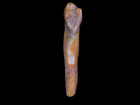 1.5" Extinct Cave Bear Ursus Spelaeus Incisor Tooth Rooted Pleistocene Age COA, Stand - Fossil Age Minerals