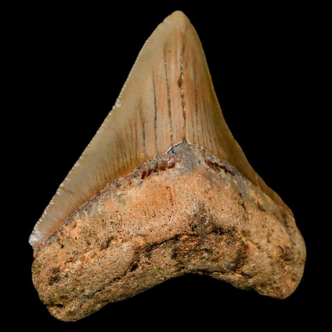 2.6" Quality Megalodon Shark Tooth Serrated Fossil Natural Miocene Age COA - Fossil Age Minerals