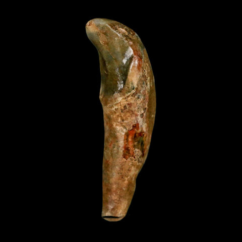 1.7" Extinct Cave Bear Ursus Spelaeus Incisor Tooth Rooted Pleistocene Age COA, Stand