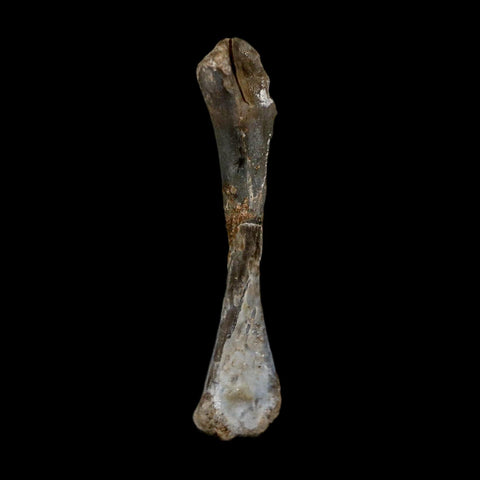 0.9" Captorhinus Aguti Fossil Femur Bone Permian Age Reptile 299 Mil Yrs Old Display COA - Fossil Age Minerals