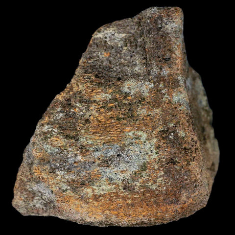 2.9" Centrosaurus Fossil Bone With Marrow Judith River Cretaceous Dinosaur MT COA - Fossil Age Minerals