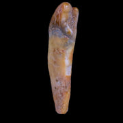 1.5" Extinct Cave Bear Ursus Spelaeus Incisor Tooth Rooted Pleistocene Age COA, Stand